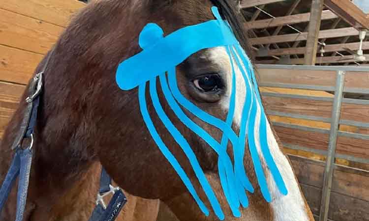 Equine Kinesiology Tape: Support and Comfort for Horses | Guide